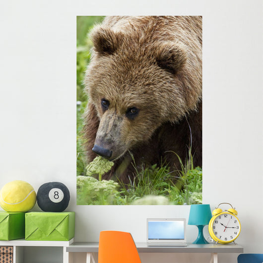 Close Up Of Brown Bear Eating Grasses In Hallo Bay Wall Mural