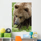 Close Up Of Brown Bear Eating Grasses In Hallo Bay Wall Mural