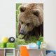 Close Up Of Brown Bear Eating Grasses In Hallo Bay Wall Mural
