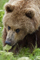 Close Up Of Brown Bear Eating Grasses In Hallo Bay Wall Mural
