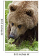 Close Up Of Brown Bear Eating Grasses In Hallo Bay Wall Mural