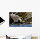 Harbor Seal Rests On The Rocky Shore Of Kukak Bay Wall Mural