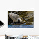 Harbor Seal Rests On The Rocky Shore Of Kukak Bay Wall Mural