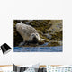 Harbor Seal Rests On The Rocky Shore Of Kukak Bay Wall Mural