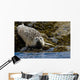 Harbor Seal Rests On The Rocky Shore Of Kukak Bay Wall Mural