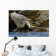 Harbor Seal Rests On The Rocky Shore Of Kukak Bay Wall Mural