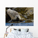 Harbor Seal Rests On The Rocky Shore Of Kukak Bay Wall Mural