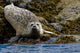 Harbor Seal Rests On The Rocky Shore Of Kukak Bay Wall Mural