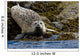Harbor Seal Rests On The Rocky Shore Of Kukak Bay Wall Mural