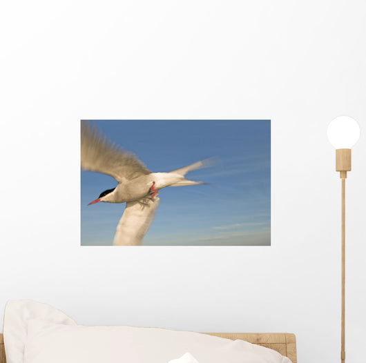 Closeup Of Arctic Tern In Flight Over Bristol Bay Wall Mural
