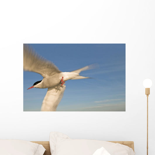 Closeup Of Arctic Tern In Flight Over Bristol Bay Wall Mural