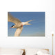 Closeup Of Arctic Tern In Flight Over Bristol Bay Wall Mural