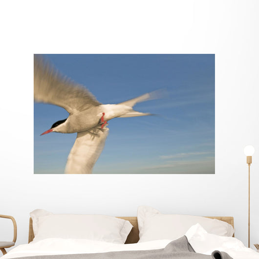 Closeup Of Arctic Tern In Flight Over Bristol Bay Wall Mural