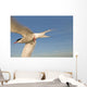 Closeup Of Arctic Tern In Flight Over Bristol Bay Wall Mural