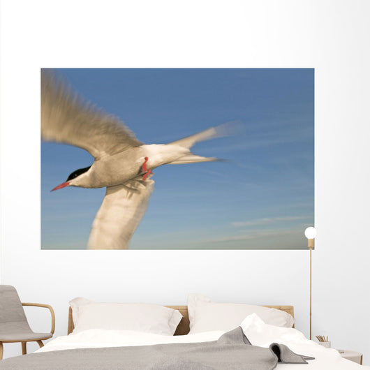 Closeup Of Arctic Tern In Flight Over Bristol Bay Wall Mural