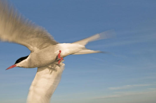 Closeup Of Arctic Tern In Flight Over Bristol Bay Wall Mural