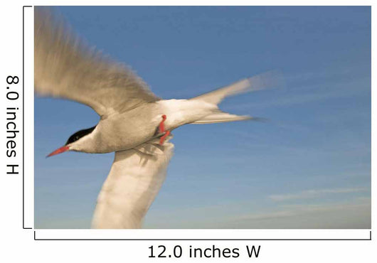 Closeup Of Arctic Tern In Flight Over Bristol Bay Wall Mural