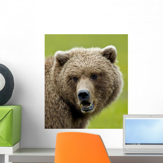 Close Up Of Brown Bear In Sedge Grasses In Hallo Bay Wall Mural