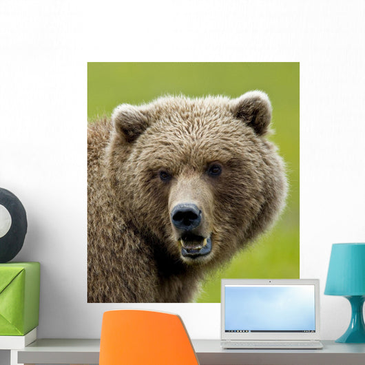 Close Up Of Brown Bear In Sedge Grasses In Hallo Bay Wall Mural