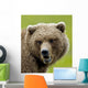 Close Up Of Brown Bear In Sedge Grasses In Hallo Bay Wall Mural