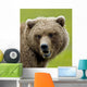 Close Up Of Brown Bear In Sedge Grasses In Hallo Bay Wall Mural