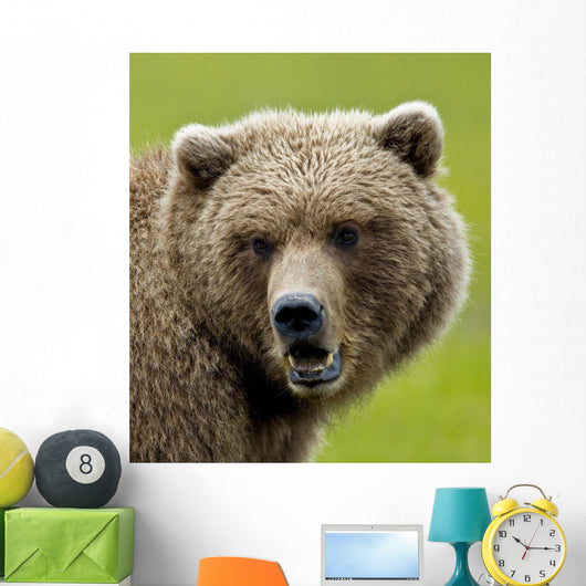 Close Up Of Brown Bear In Sedge Grasses In Hallo Bay Wall Mural