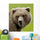 Close Up Of Brown Bear In Sedge Grasses In Hallo Bay Wall Mural