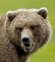 Close Up Of Brown Bear In Sedge Grasses In Hallo Bay Wall Mural