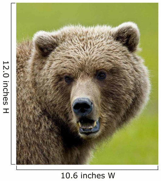 Close Up Of Brown Bear In Sedge Grasses In Hallo Bay Wall Mural