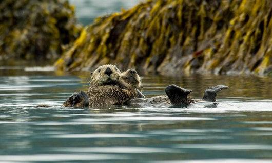 Sea Otter Floating With Pup In Orca Inlet Wall Mural
