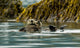 Sea Otter Floating With Pup In Orca Inlet Wall Mural