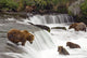 Grizzly Bears Fish At Brooks Falls In Katmai National Park, Alaska Wall Mural