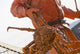 Crab Fisherman Carries A Brown Crab Wall Mural
