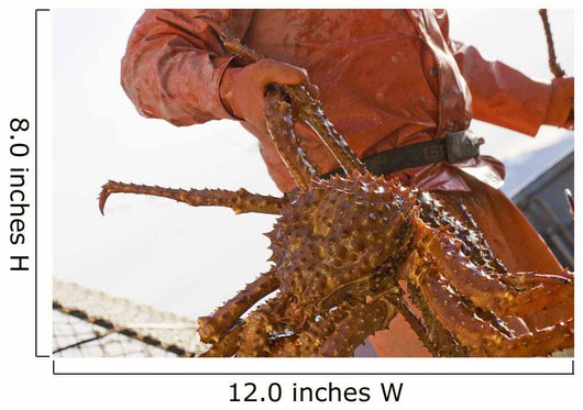 Crab Fisherman Carries A Brown Crab Wall Mural