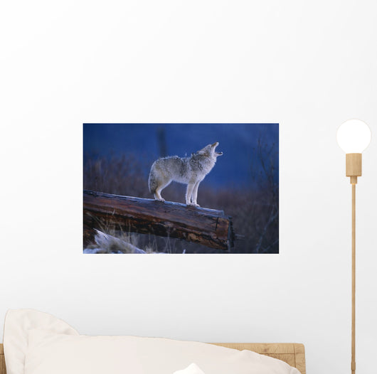 Coyote Standing Wall Mural