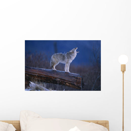 Coyote Standing Wall Mural
