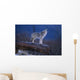 Coyote Standing Wall Mural