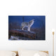 Coyote Standing Wall Mural