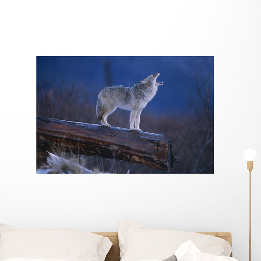 Coyote Standing Wall Mural