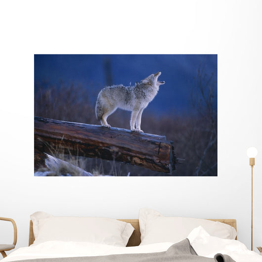 Coyote Standing Wall Mural