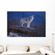 Coyote Standing Wall Mural