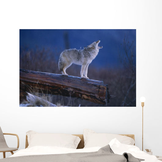 Coyote Standing Wall Mural