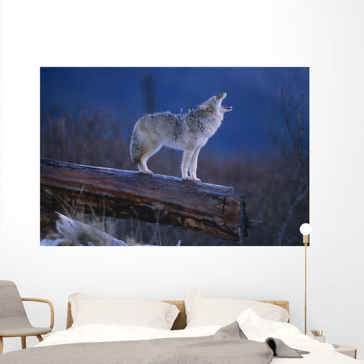 Coyote Standing Wall Mural