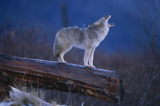 Coyote Standing Wall Mural