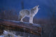 Coyote Standing Wall Mural