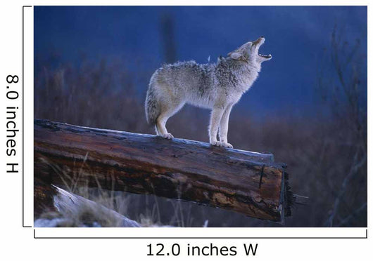 Coyote Standing Wall Mural