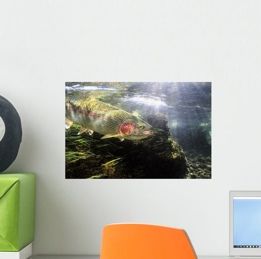 Rainbow Trout In The Kulik River Wall Mural