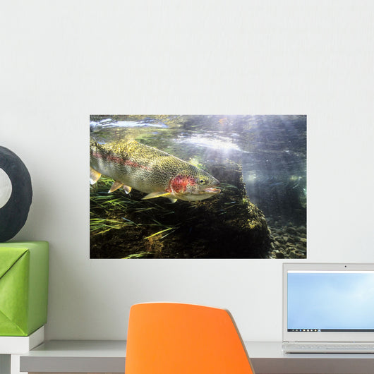 Rainbow Trout In The Kulik River Wall Mural