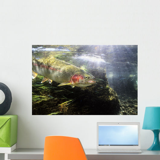 Rainbow Trout In The Kulik River Wall Mural