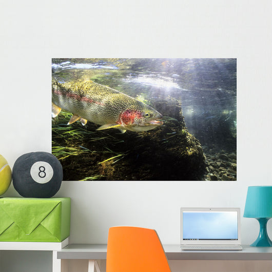Rainbow Trout In The Kulik River Wall Mural